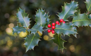 Holly Tree pruning